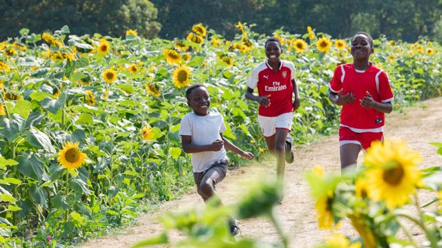Children Running Through Sunflower Field