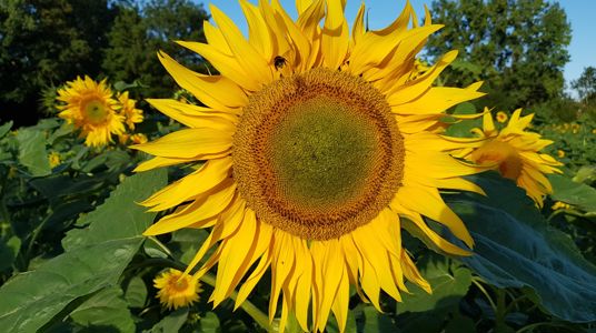 Sunflower Field In Crossway Park