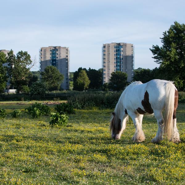 Horse And The Towers In Thamesmead